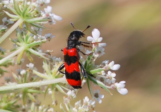 Trichodes apiarius